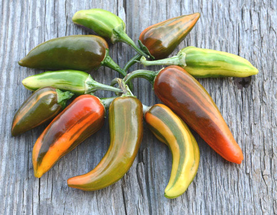 Heirloom Hot Pepper Fish Peppers Seeds