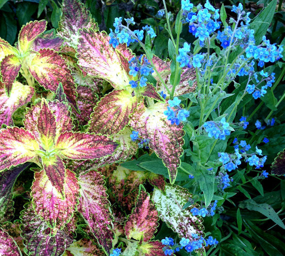Flower Focus: Forget-Me-Not (Myosotis & Cynoglossum) — Sweet Earth Co.