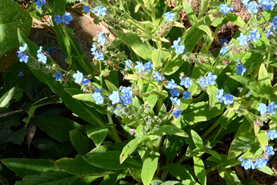 Blue Forget me Not Seeds Firmament Seeds