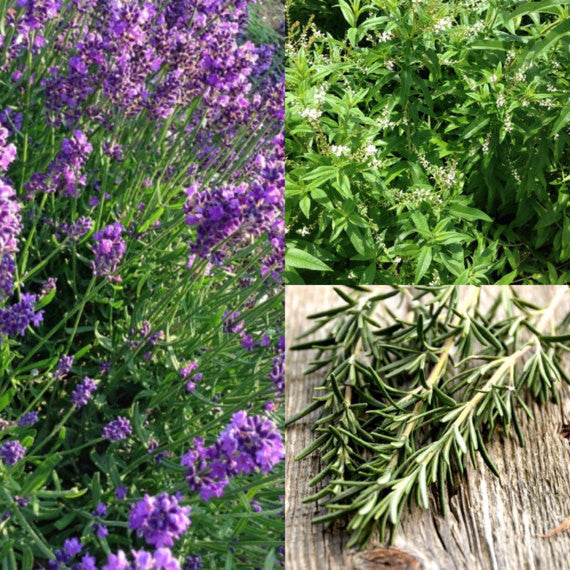 Lavender Plant, Rosemary Plant, Lemon Verbena Plant