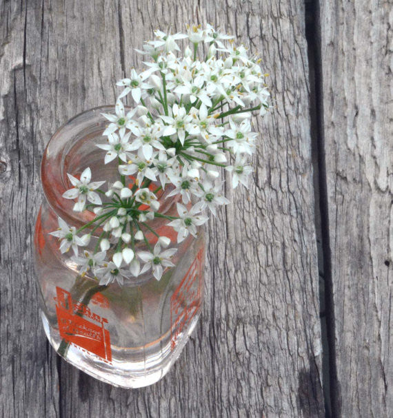 Garlic Chives Allium tuberosum