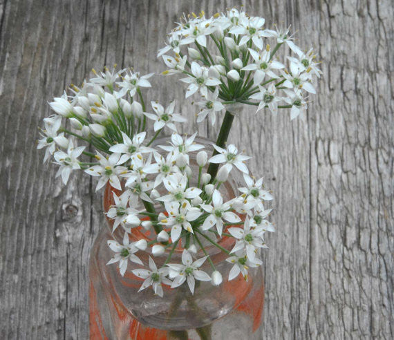 Chive Seeds Garlic Chives 