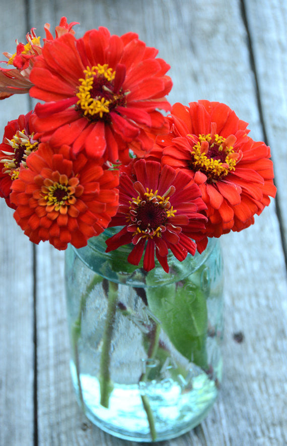 Heirloom Zinnia Seeds Gift Zinnias