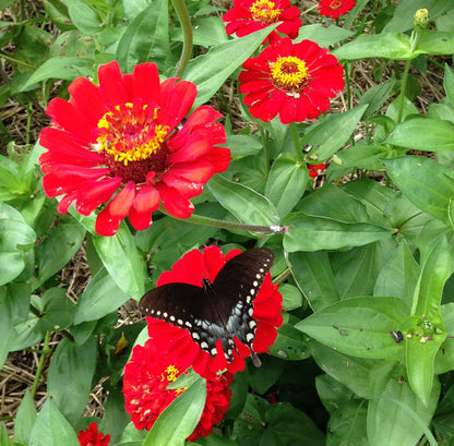 Gift Zinnias Great for Butterfly Gardens