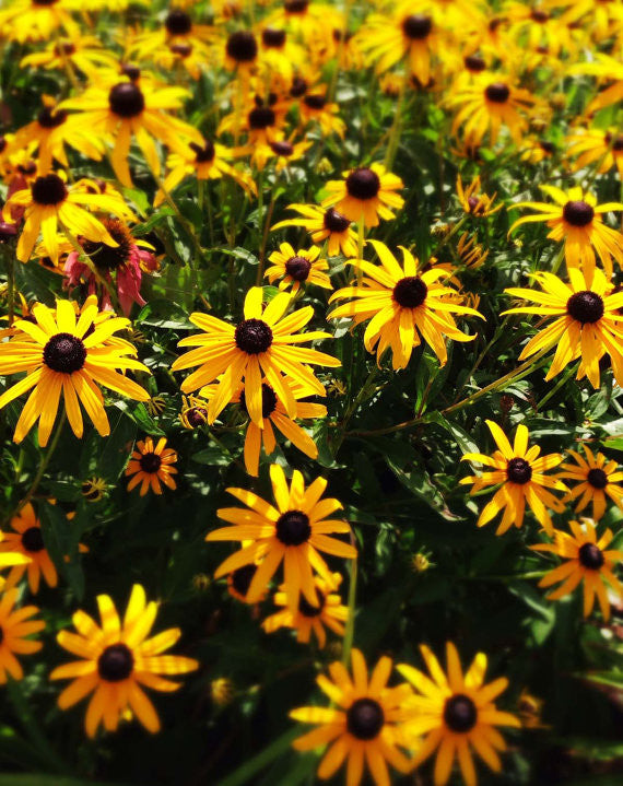 Goldsturn Rudbeckia Seeds