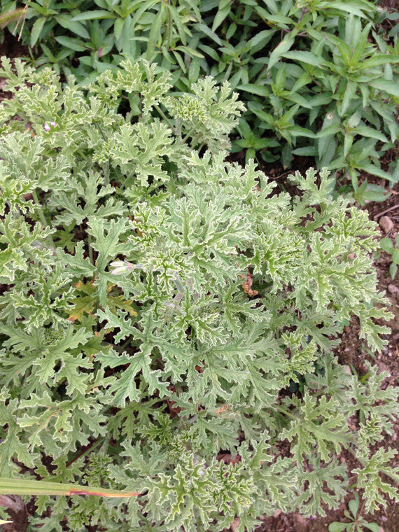 Grey Lady Plymouth Scented Pelargonium