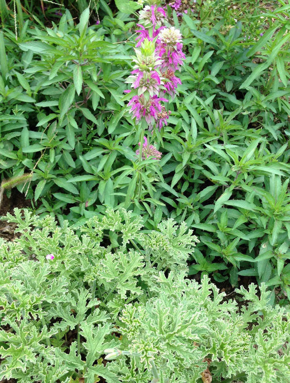 Variegated Scented Geranium