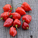 Caribbean Red Hot Peppers Habanero Peppers
