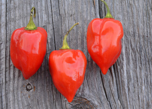 Habanero Pepper Seeds Caribbean Red Hot Peppers