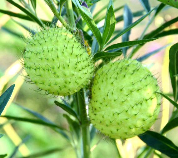 Family Jewels Milkweed Gomphocarpus physocarpus Seeds