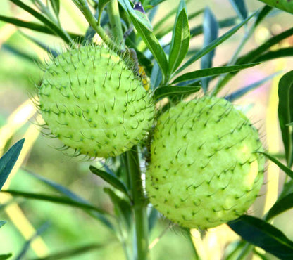 hairy balls plant seeds Hairy Balls Milkweed Seed, Gomphocarus physocarpus, Swan Plant or Fami – Mountainlily Farm