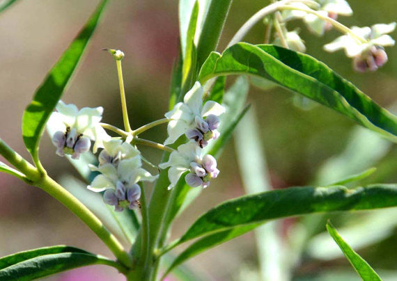 Swan Plant Milkweed Seeds Gomphocarpus Milkweed