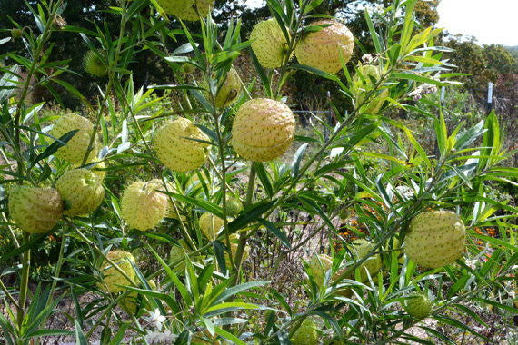 Hairy Balls Milkweed Seeds Family Jewels Milkweed