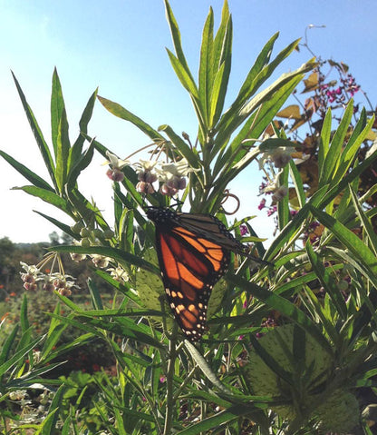 Monarch Butterfly Host Plant Hairy Balls Milkweed 