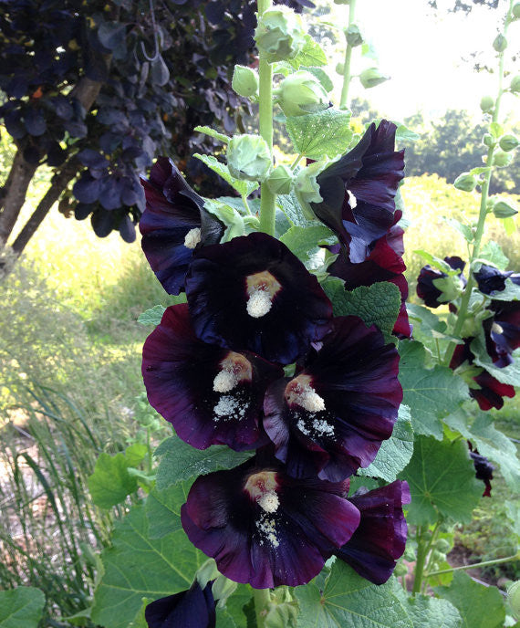 Heirloom Hollyhock Seeds For Sale