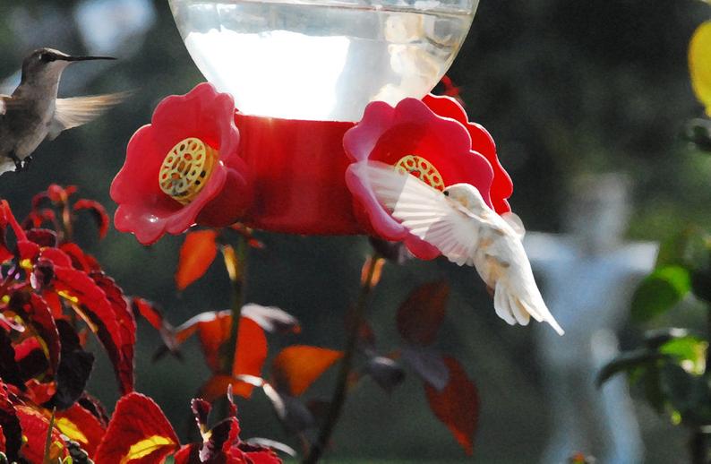 Hummingbird Gardening 