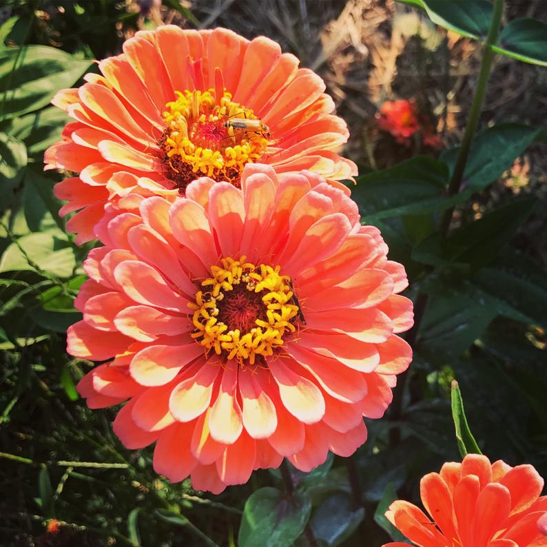 Zinnias Hummingbird Favorites