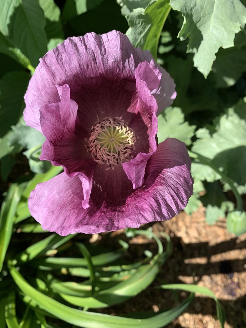 Large Flowered Blue Poppy