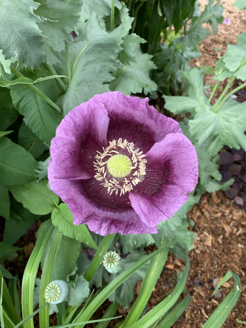 Seeds for Hungarian blue poppy