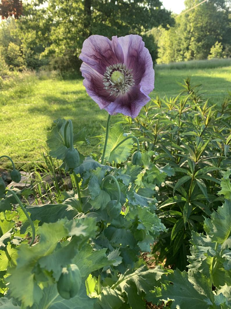 Blue Poppy Blooms in the garden