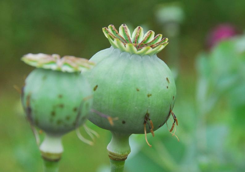 Poppy Seed Pods in the garden