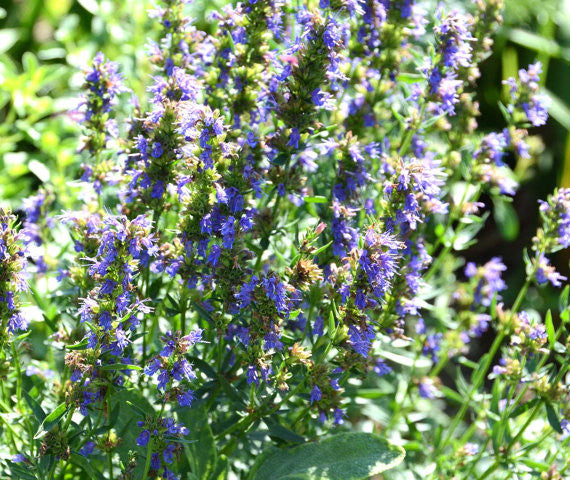 Blue Hyssop Bee Garden Plant