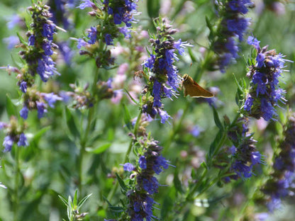 Blue Hyssop Herb Garden Plant