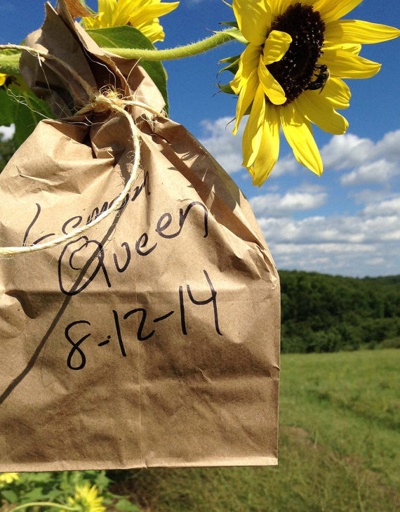 Lemon Queen Sunflower Seeds 