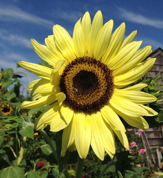 Sunflower Seeds Lemon Queen Sunflowers