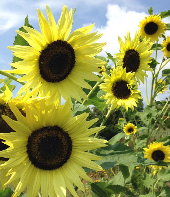 Lemon Queen Sunflower Seeds 