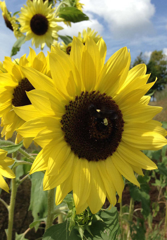 Yellow Sunflowers Lemon Queen Cut Flower Garden Favorite