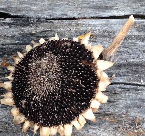 Lemon Queen Sunflower Dried Sunflower Seeds