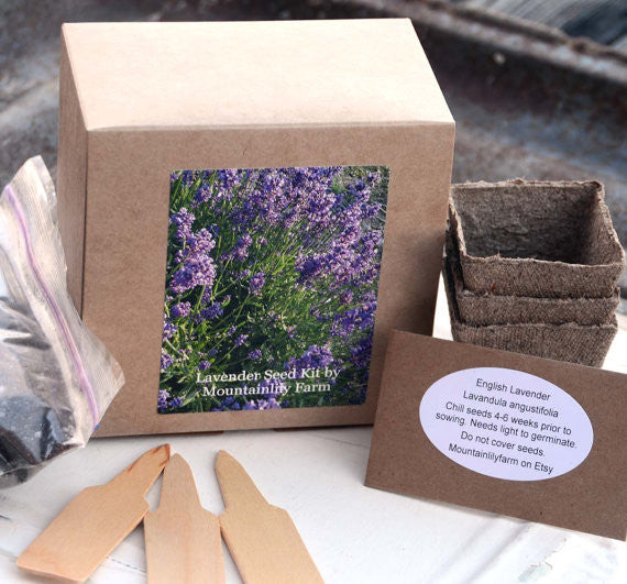 Herb Seed Kit English Lavender Seeds and Growing Supplies