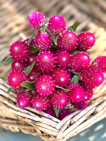 carmine gomphrena for dried flowers, pink globe amaranth for dried florals