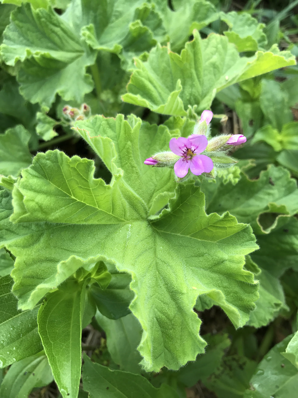 Orange Scented Geranium Fragrant Pelargonium Plant – Mountainlily Farm