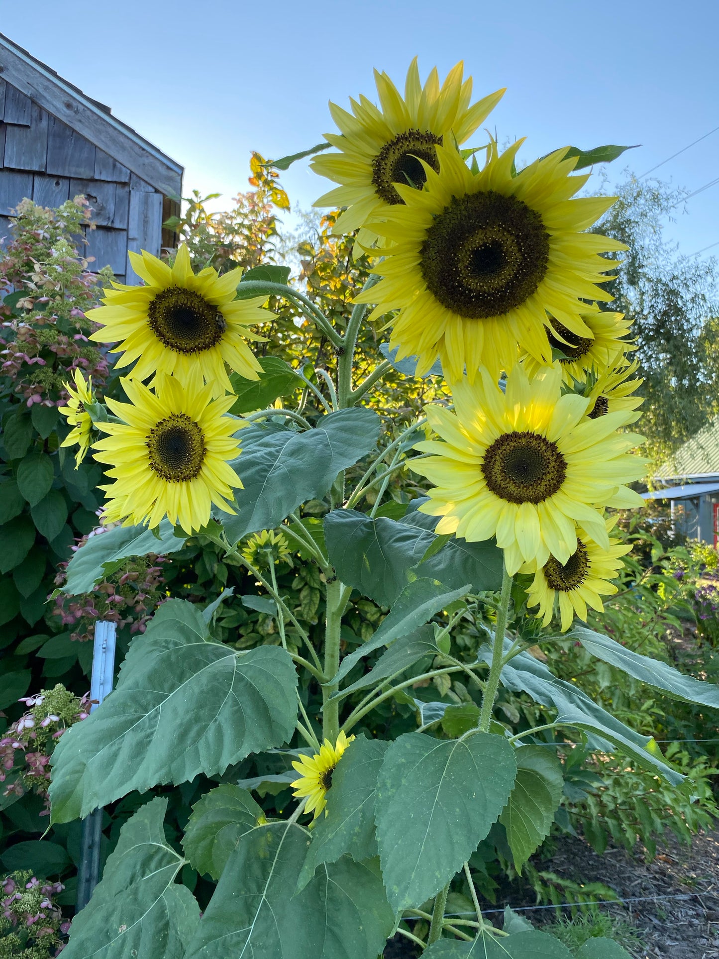 Lemon Queen Sunflower Seeds, Easy to Grow Annual Sunflowers