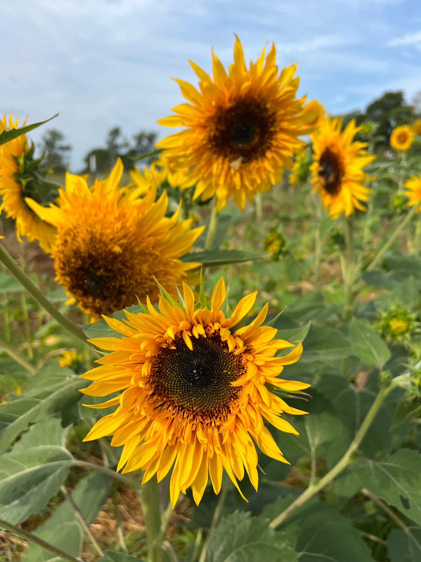 Panache Sunflower Seeds, Great for Cut Flower Farms