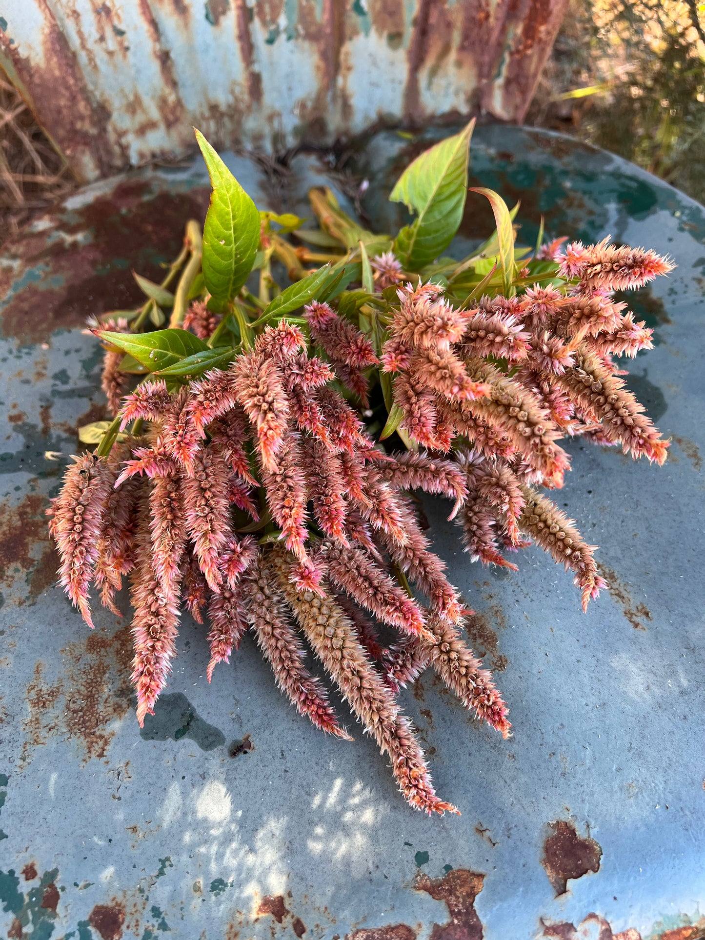 Terra Cotta Celosia Seeds, Annual Celosia- Great for Cut Flower Gardens