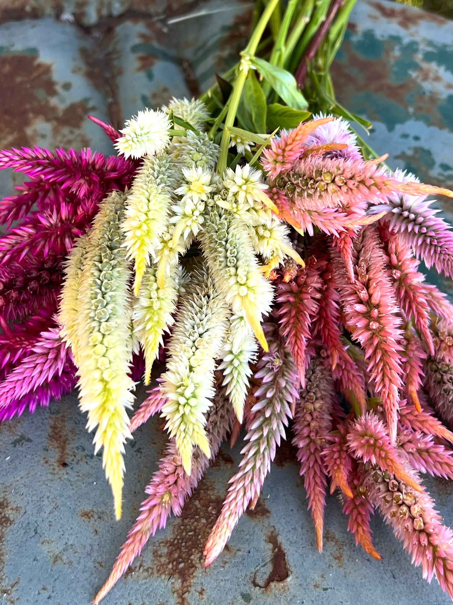 Celosia spicata seeds in mixed colors. Wheat celosia is an excellent filler flower