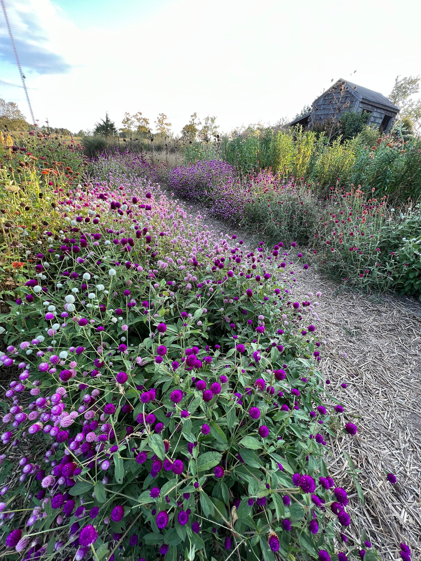 gomphrena borders at mountainlily farm