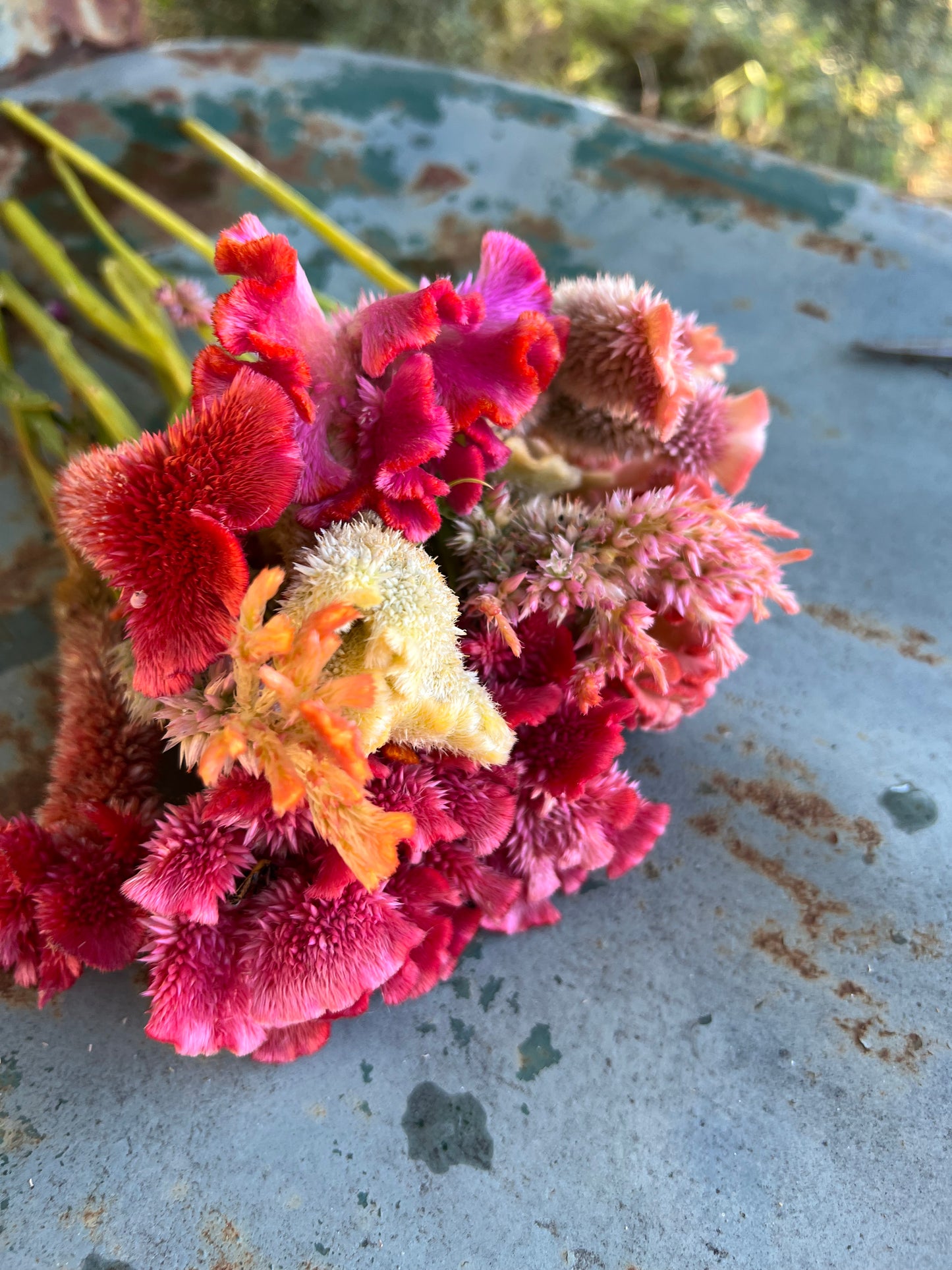 Bright Celosia Mix Seeds, Mixed Colors and Shapes of Bright Annual Celosia