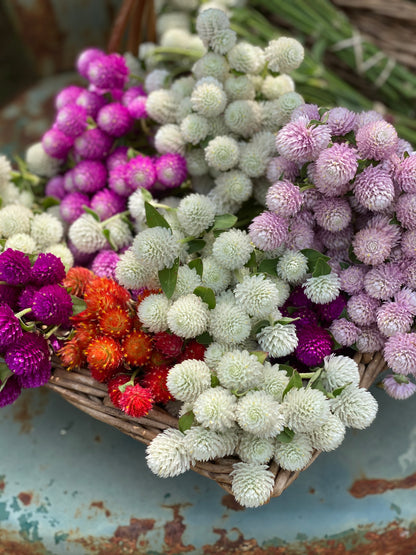 Gomphrena for dried flowers