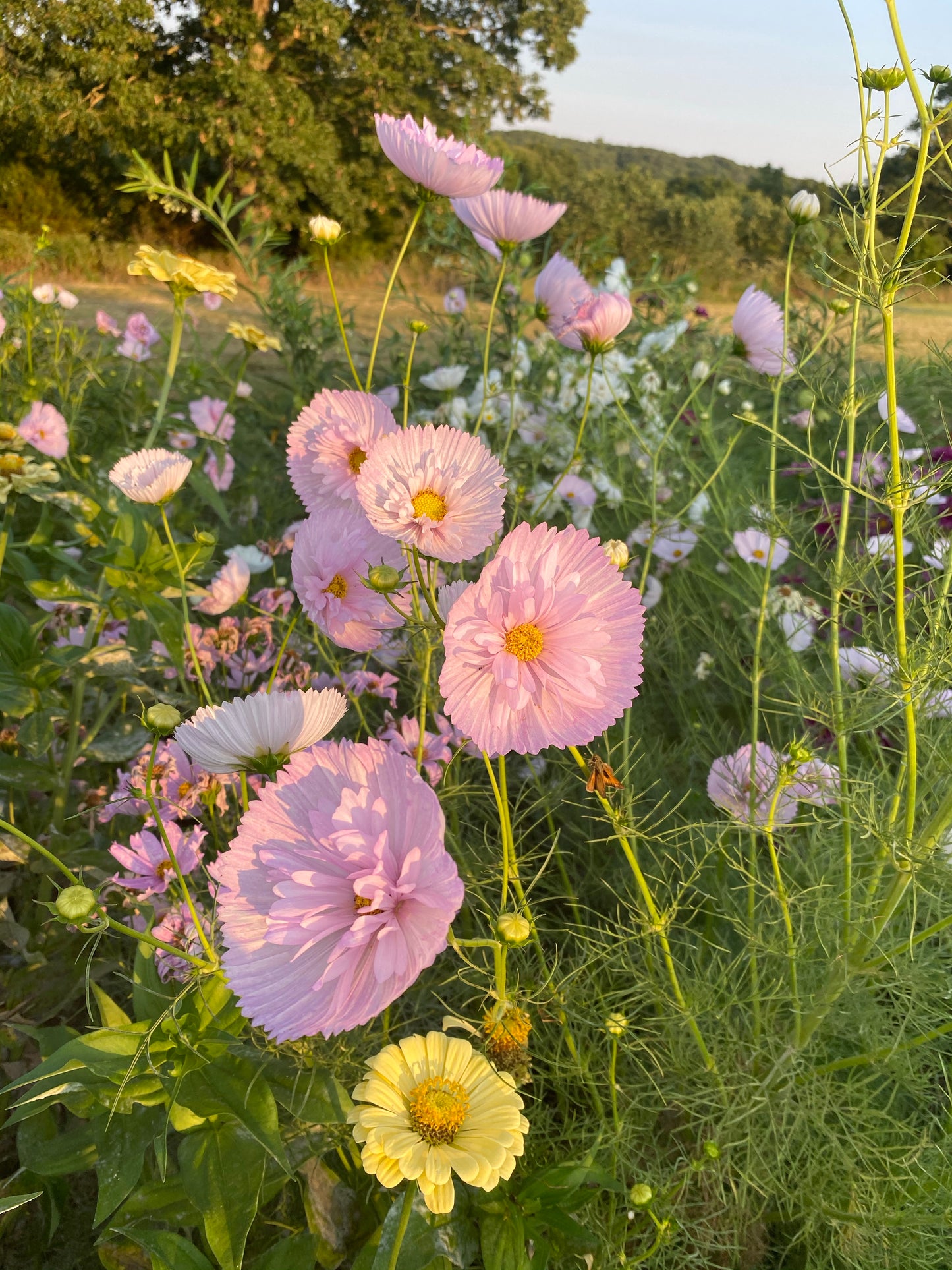 pink cupcake blush cosmos