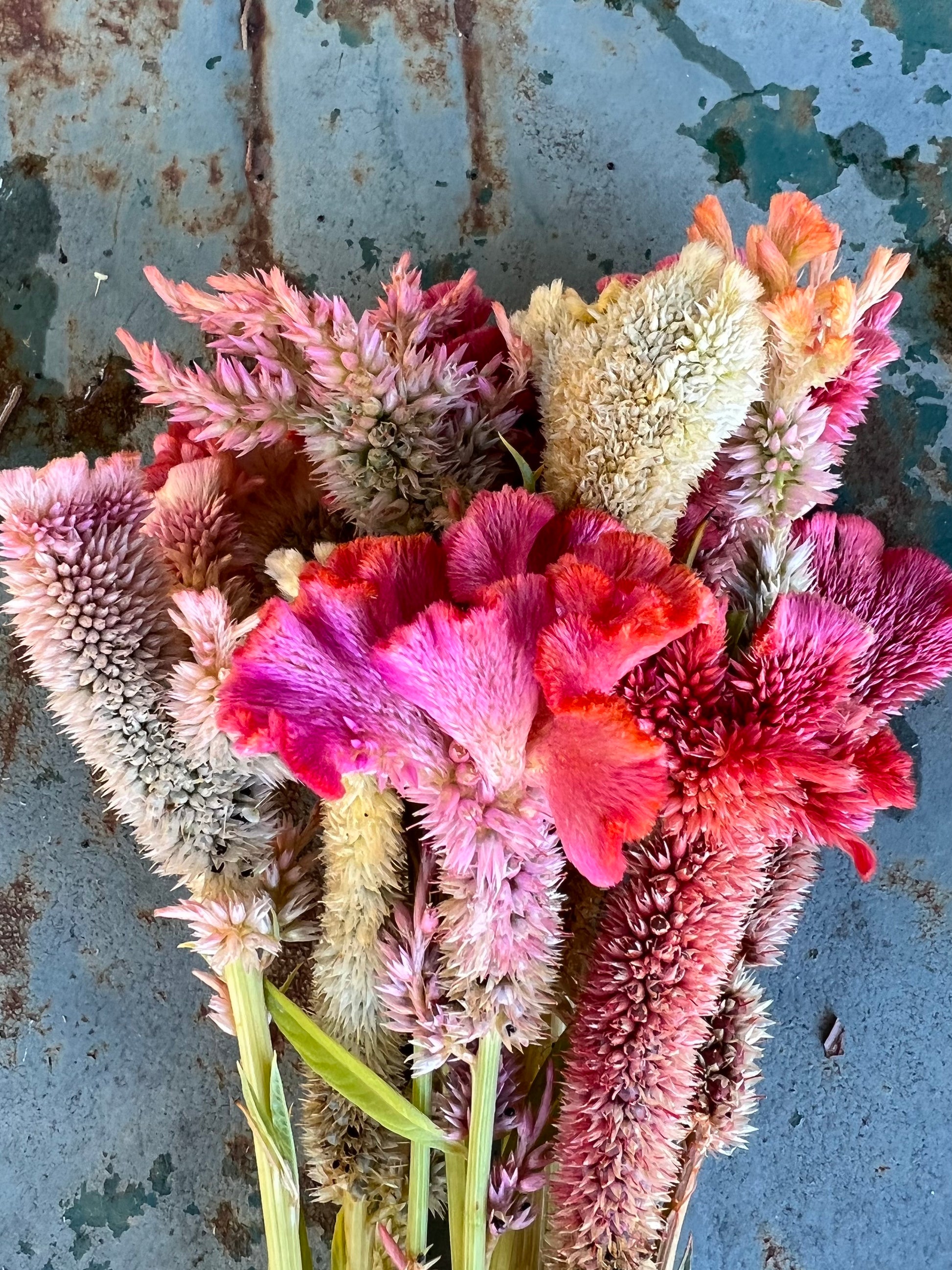 A mix of brightly colored celosia blooms. Mix of colors and shapes of celosia