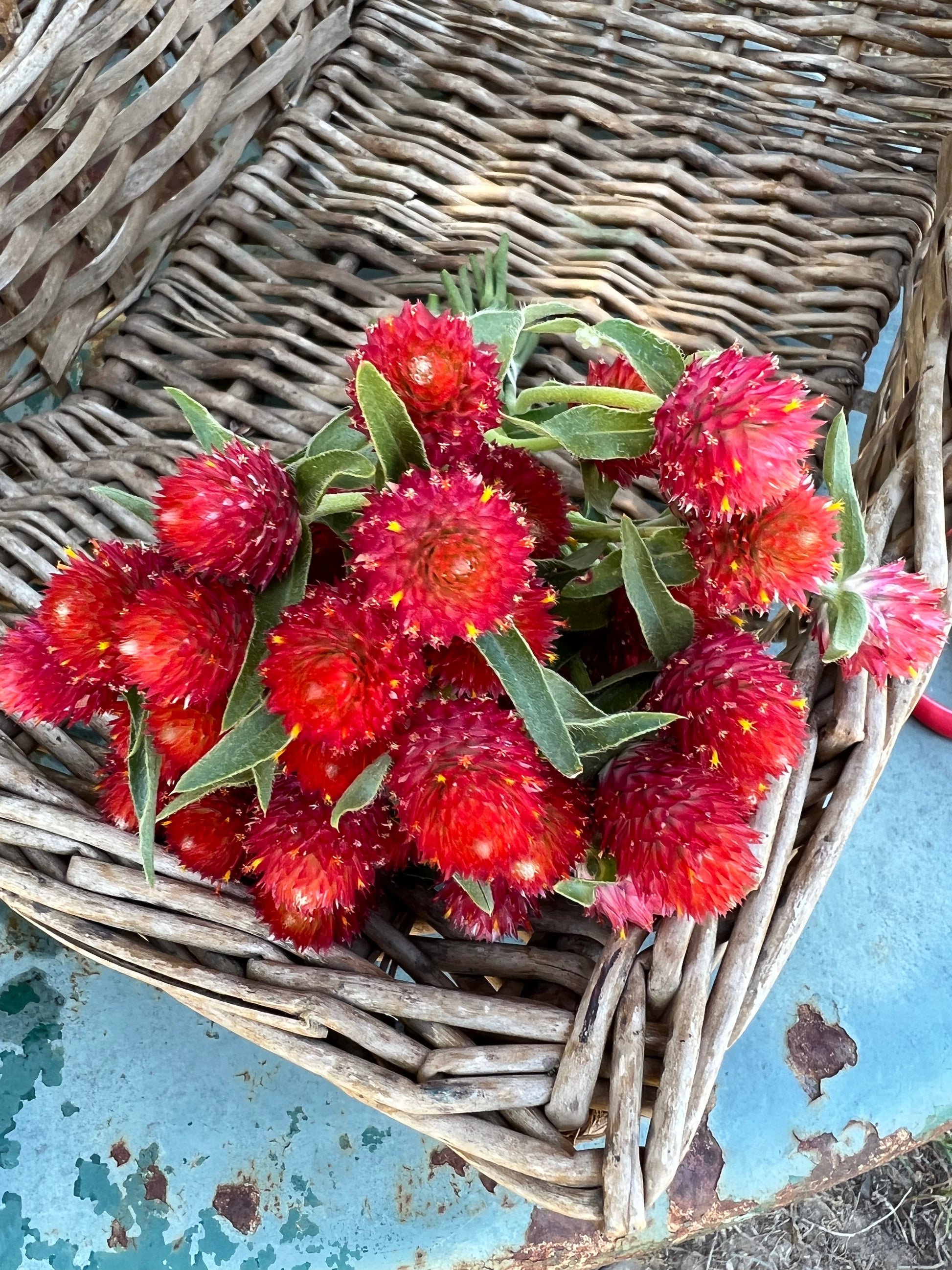 strawberry fields gomphrena seeds Strawberry Fields Gomphrena, Red Globe Amaranth for Cut Flower Gardens – Mountainlily Farm