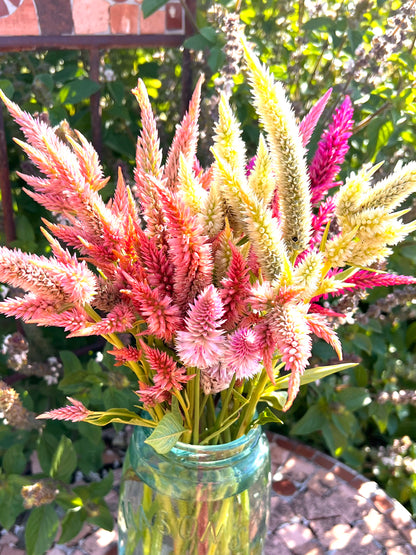 Mixed Colors of Celosia spicata Seeds, Celosia for Cut Flower Gardens and Butterfly Gardens