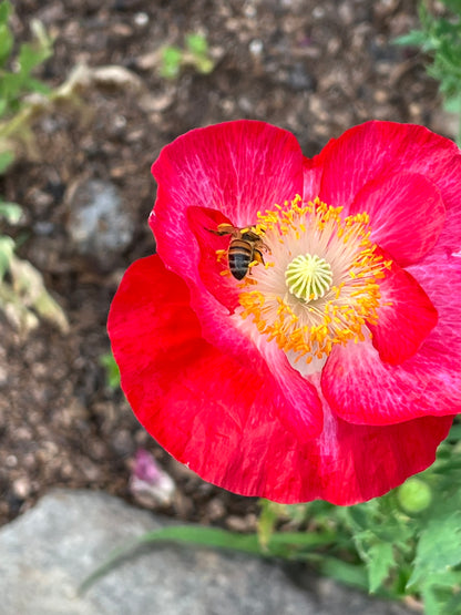 Shirley Poppy Supreme Seeds, Large Double Flowering Poppy Mix