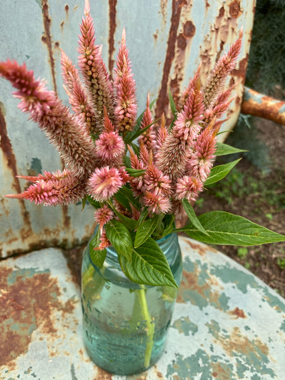 Celosia spicata in shades of Copper and Terra Cotta