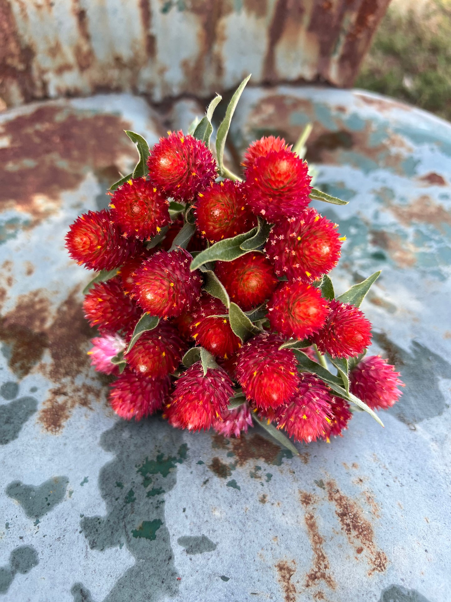 Strawberry Fields Gomphrena, Red Globe Amaranth for Cut Flower Gardens