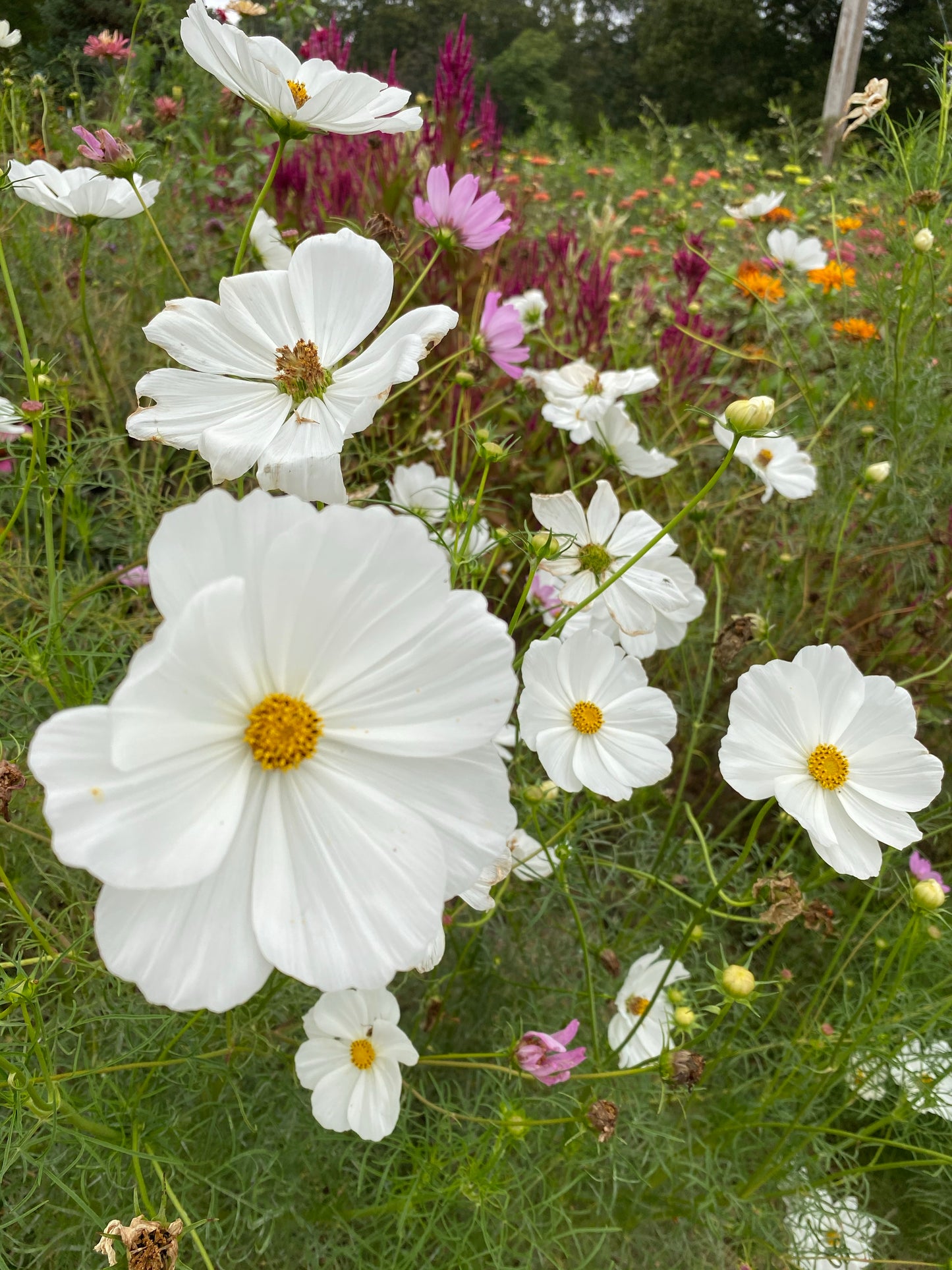 Annual Cosmos in the Cutting Garden